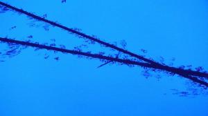 Black Light Selva, Eric Winarto